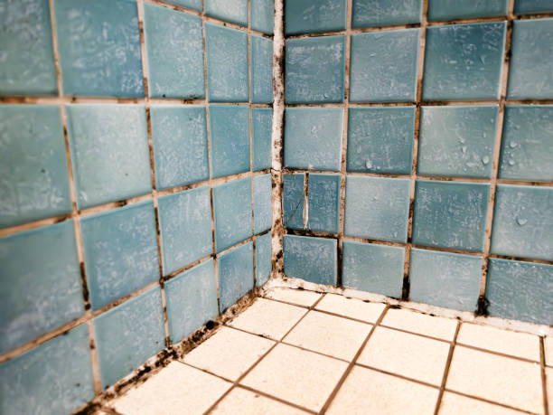 Reliable Rutherford College, NC Mold Removal Solutions