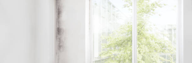 Mold Odor Removal Services in Rutherford College, NC