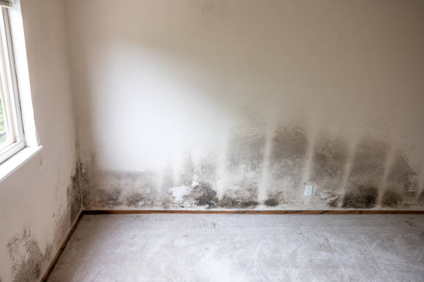 Mold Removal for HVAC Installations in Rutherford College, NC